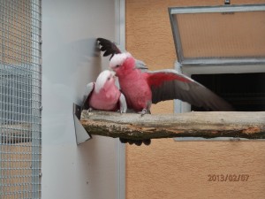 kakadu ružový 6